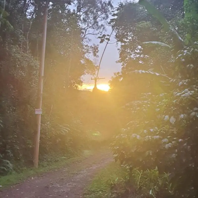 [Aurea C M Daninger ]